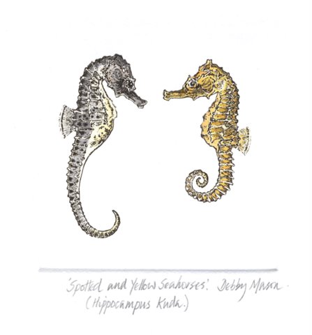 Spotted and Yellow Seahorses (H.kuda) - Sea Horses Small Prints Hand  Coloured Etching Print by Artist Debby Mason